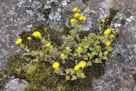 Image result for Anisopappus chinensis