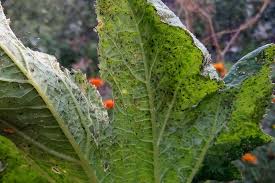 Was the ship purposely run aground? 11 Common Zucchini Growing Problems Gardener S Path