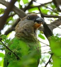 Image result for Parochetus africanus