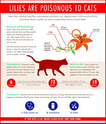We did not find results for: The Deadly Dangers Of Lilies Conscious Companion