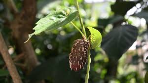 Image result for Dioscorea alata