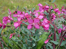 Image result for Epilobium