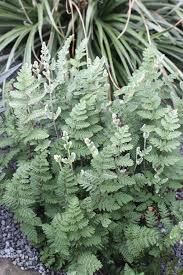 Image result for Cheilanthes perlanata