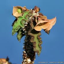 Image result for Euphorbia davyi