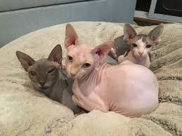 Currently, our price range is $700 to $1500, with most cats between $700 and $1000. Hairless Cat Care