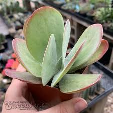 Image result for Kalanchoe thyrsiflora