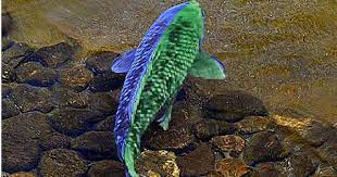 Pics Photos Green Koi Fish Tattoo Meaning Pictures Koi Fish Colors Koi Fish Koi Fish Tattoo