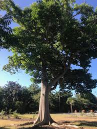 Image result for Phyllanthus ovalifolius