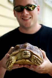 Sulcata tortoise