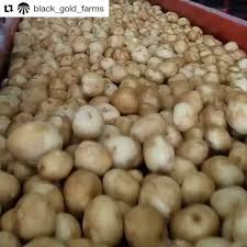 Place potatoes in a large bowl and drizzle with olive oil, garlic salt, salt and pepper. Repost Black Gold Farms With Repostapp You Re Getting Sleepy And Hungry Potato Harvest16 Fieldtoplate Potato Picture Gold Farming Potato Growing