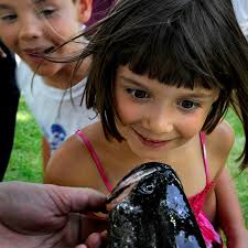 Contest removes loads of snakeheads from Potomac