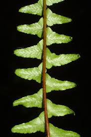 Image result for Aspleniaceae