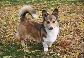 Table of contents why don't corgis have tails? Sir Nigel Archibald Corgberry Album On Imgur