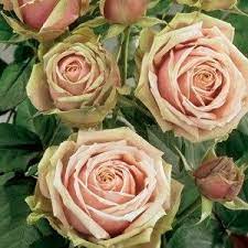 «эден роуз 85» (eden rose 85, meiviolin, eden climber, «пьер де ронсар», pierre de ronsard). Garden Spray Roses Eden Romantica Fall Flowers Garden Spray Roses Rose