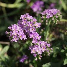 Image result for Heliotropium ciliatum