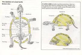 Chelydra Serpentina Serpentian Turtle Facts Turtle Tortoise Care