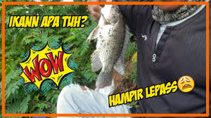 Dalam menyiapkan kolam, hal perlu diketahui yaitu syarat lokasi kolam ikan nila dan. Cara Mengetahui Tempat Ikan Nila Berkumpul Archives Hobi Mancing