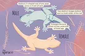 How To Tell If Your Gecko Is Male Or Female