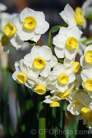 Pin On Daffodils Narcisos