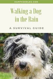 Link your amazon account to our amazon smile account and a portion of all of your purchases will go to support rain. 900 Dog Training And Tips Ideas Dog Training Your Dog Dog Behavior