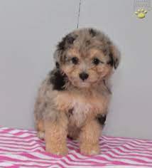 Allie Mini Aussiedoodle Puppy For Sale In Fresno Oh Lancaster Puppies Puppies Puppies For Sale Lancaster Puppies