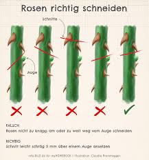 Schneiden sie zunächst alle erfrorenen und kranken triebe bis zur basis bzw. Rosen Richtig Schneiden Im Fruhjahr Und Herbst Myhomebook