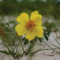 Image result for Apocynaceae subfamily Periplocoideae