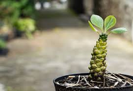 Image result for Monadenium torrei