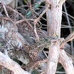 Image result for Eriocephalus racemosus