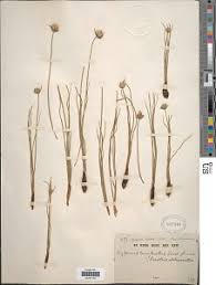 Image result for Cyperus obtusiflorus