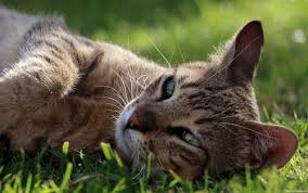 There are some human drugs which cats can ingest safely, but information on specific testing is not always available. Can I Give My Cat Ibuprofen Fluffy Kitty