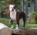 Valley Bulldog Breeders and Kennels, Valley Bulldog ...