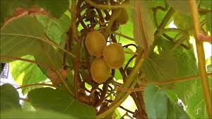Kiwifruit comes originally from china, and in fact its original name was chinese gooseberry2. Tomaten Und Kiwis Im Garten Youtube
