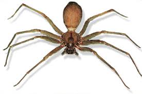 Brown Recluse Spider Desertusa