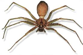 brown recluse spider desertusa