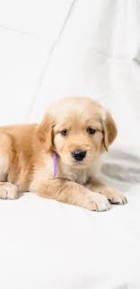 The mother is a beautiful deep red american, and the father is a beautiful white english. Golden Retriever Breeders Fl Home Facebook