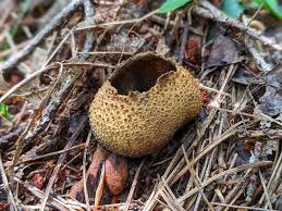 Image result for Scleroderma aurantium