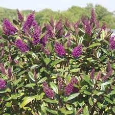 Shrub with purple flowers nz. Hebe La Seduisante