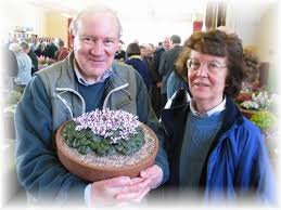 Image result for Cyclamen parviflorum