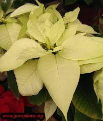 Poinsettia Yellow Poinsettia Plant Christmas Plants Poinsettia