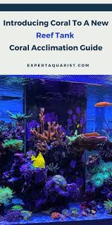 How To Acclimate Corals In A Reef Tank Step By Step Guide In 2020 Coral Aquarium Coral Reef Aquarium Saltwater Aquarium Fish