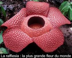 On en trouve dans la péninsule malaise, à bornéo, à sumatra et aux philippines. La Rafflesia La Plus Grande Fleur Du Monde
