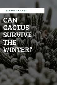 Discover the diversity of joshua tree national park on a short walk around a grove of cactus plants that shimmer in the bright sunshine. 110 Best Cactus Facts Ideas In 2021 Cactus Facts Cactus Cactus Care
