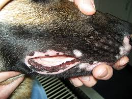 Top 5 Lip Depigmentation Causes In Dogs Clinician S Brief