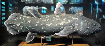 Image result for Coelachne