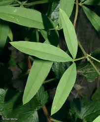 Image result for Cleomaceae