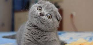 Scottish Fold Ozellikleri Bakimi Ve Karakteri