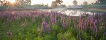 Onlangs kon natuurpunt twee bijzondere aankopen realiseren op minder dan honderd meter afstand van elkaar. 755 Hectare Natuurgebied Van Natuurpunt Erkend Vilt Vzw