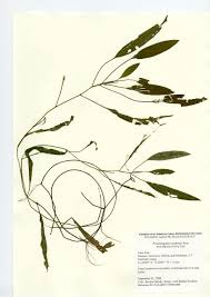 Image result for Potamogeton nodosus