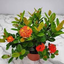 Image result for Ixora hartiana